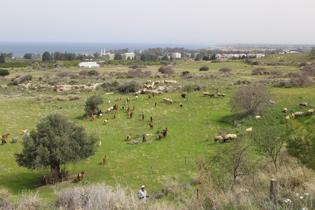 Orkide Vadisi — photo 2