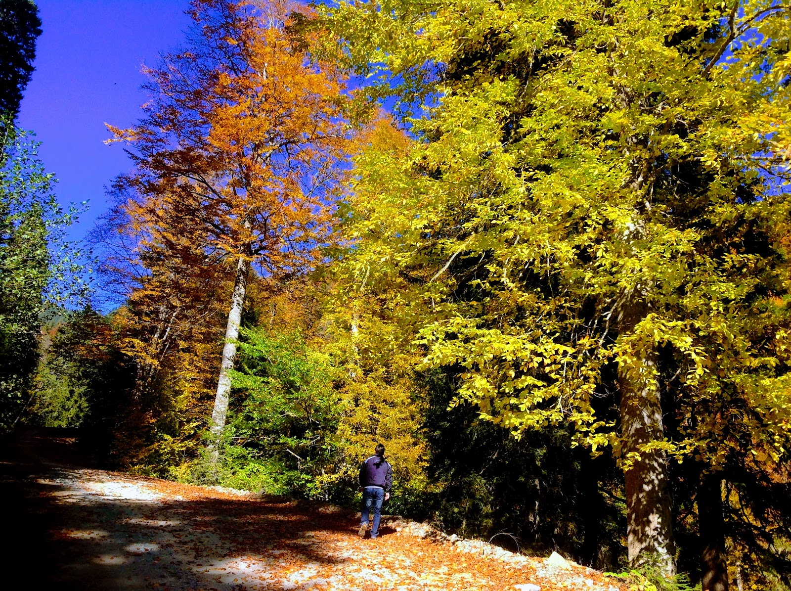 Örümcek Ormanı Tabiatı Koruma Alanı — fotoğraf 6