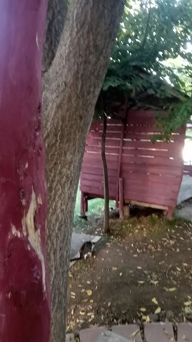 ÖZEL TAVA OSMAN USTA’NIN YERİ — fotoğraf 3