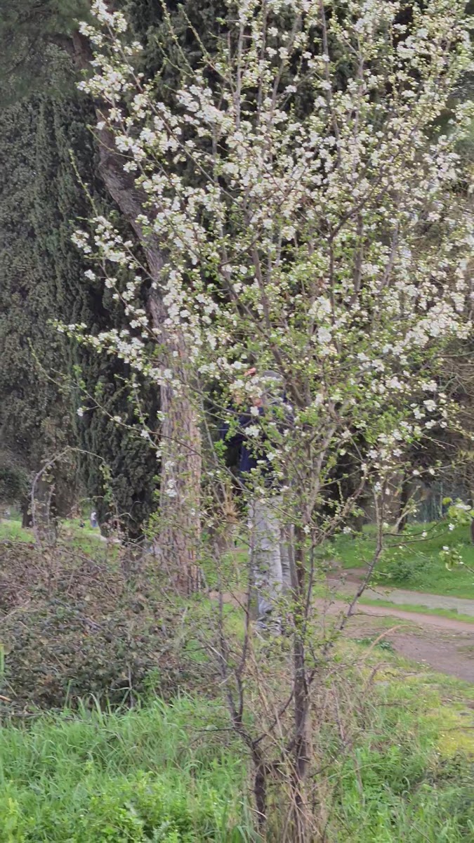 Parco Regionale dell'Appia Antica — photo 3