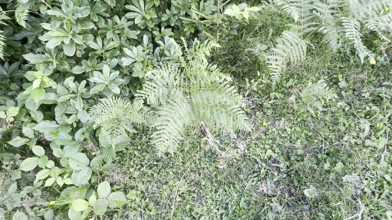 Paşakonağı Yaylası — fotoğraf 2