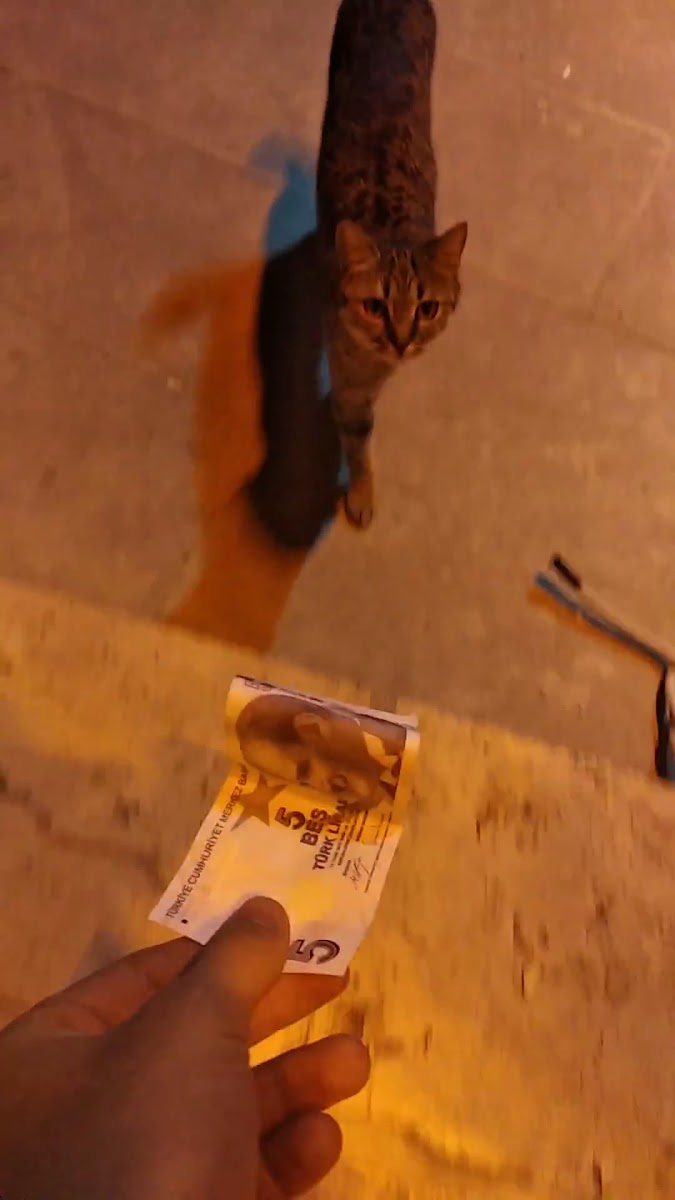 Passaport Pizza Gümüşhane — fotoğraf 3