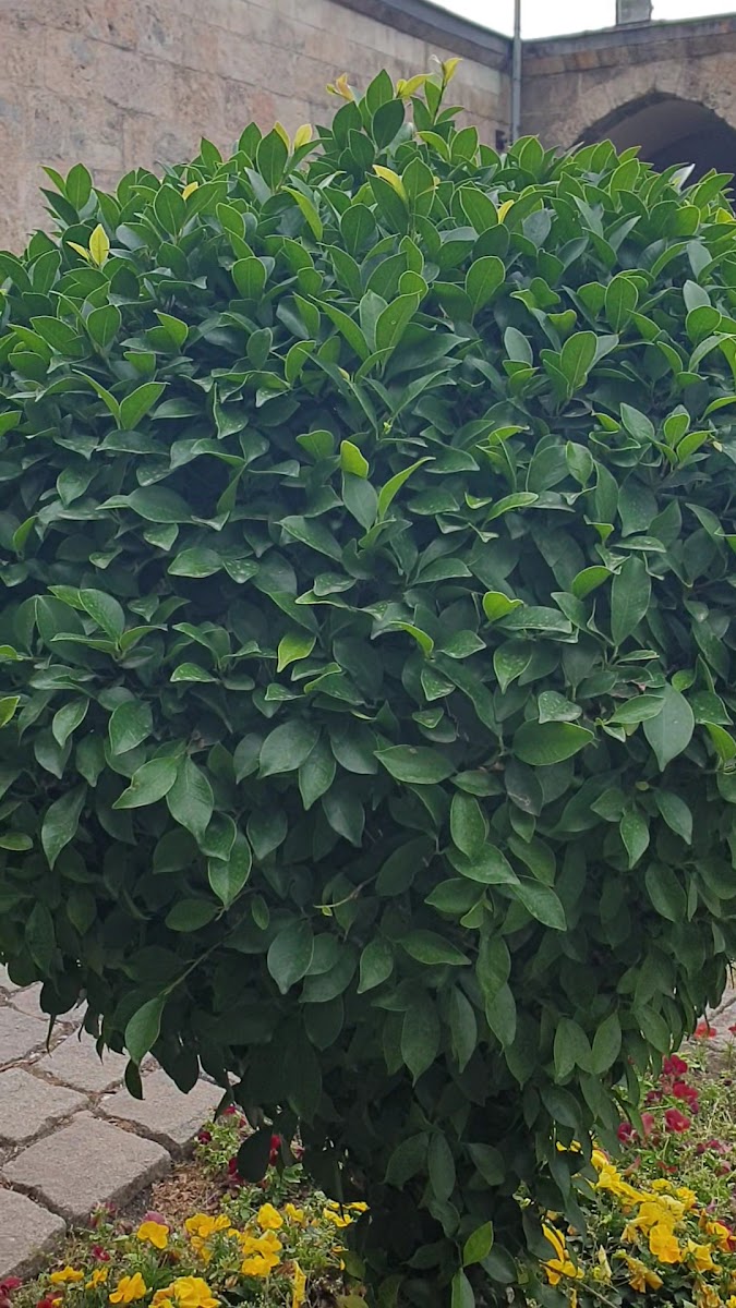 Payas Sokullu Mehmet Paşa Külliyesi — fotoğraf 3