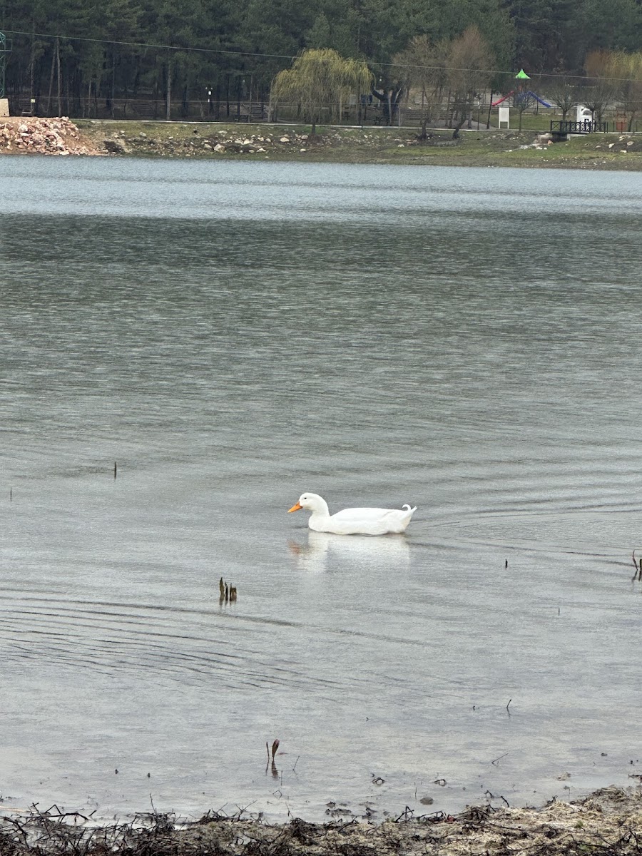 Pelitözü Gölpark — fotoğraf 2