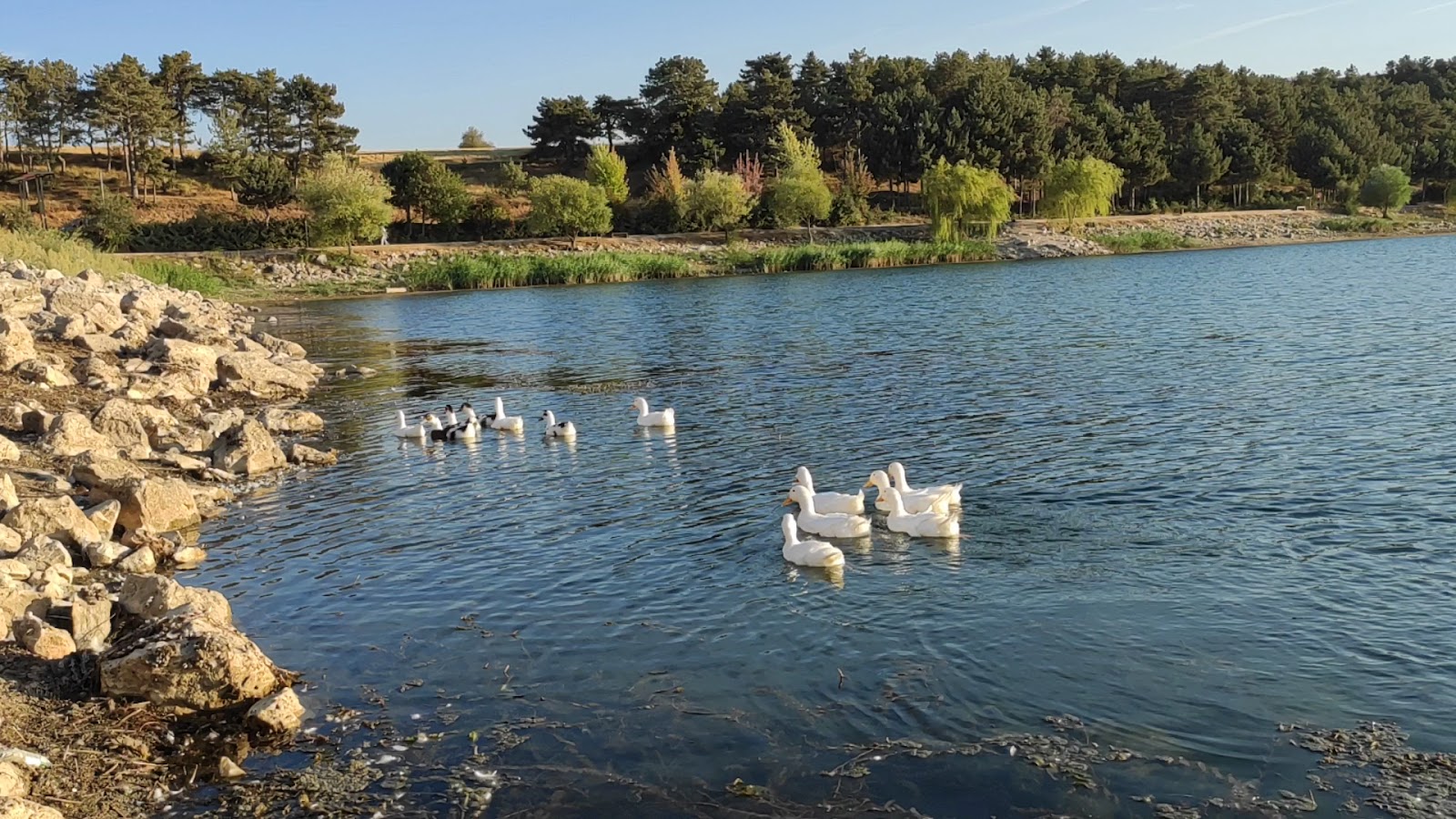 Pelitözü Gölpark — fotoğraf 3