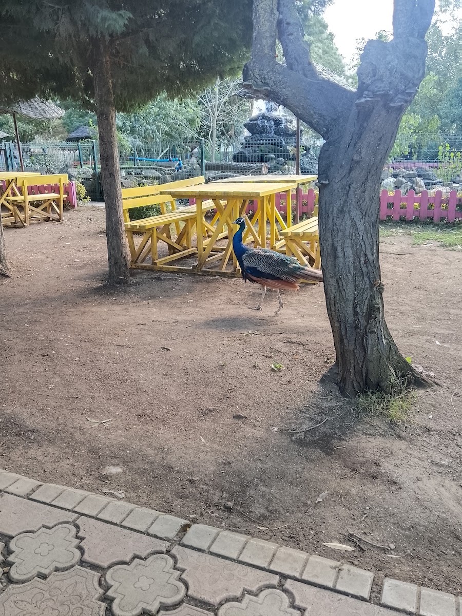 PİKNİK SEFASI — photo 2