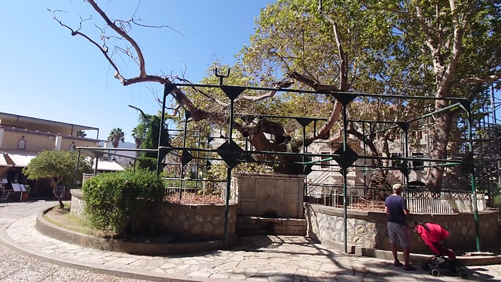 Platanos of Hippocrates — photo 3