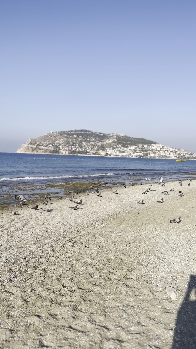 portakal plajı — fotoğraf 3