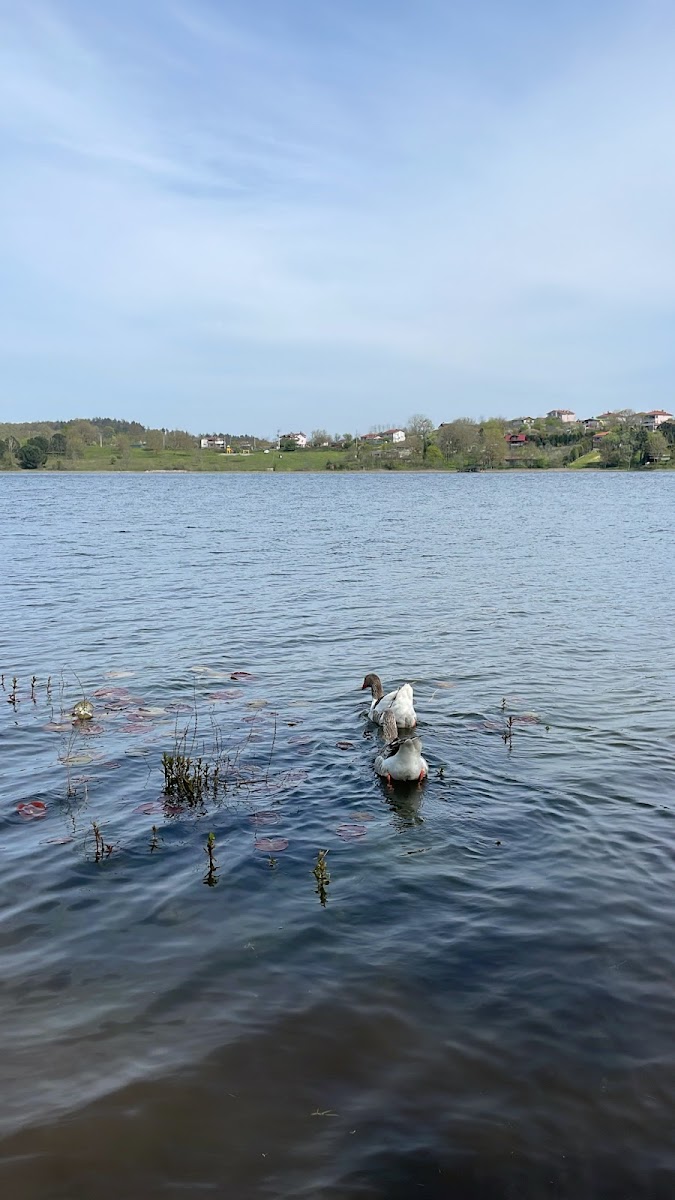 Poyrazlar Gölü Tabiat Parkı — fotoğraf 2
