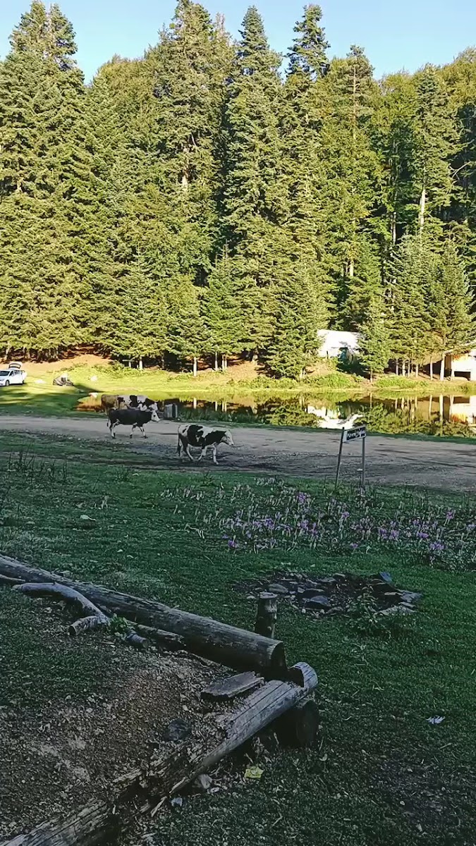 Pürenli Yaylası — fotoğraf 3