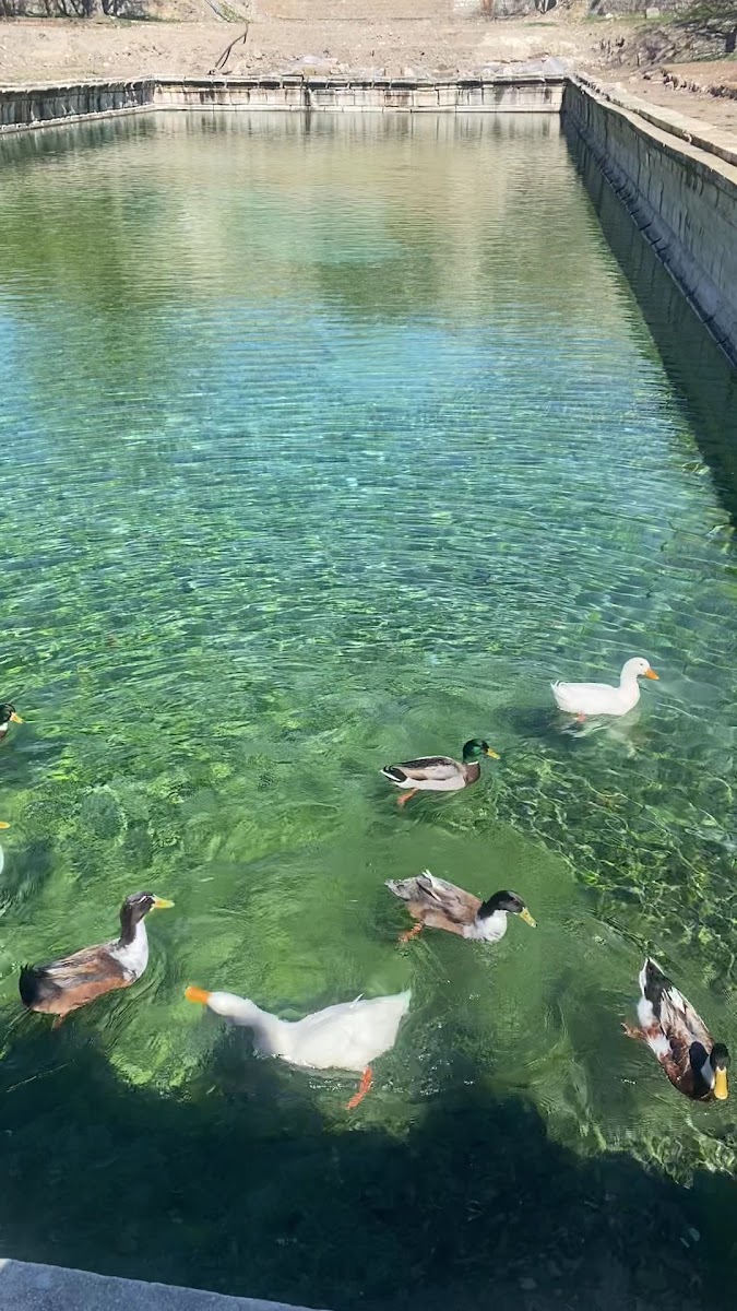 Roma Havuzu — fotoğraf 2