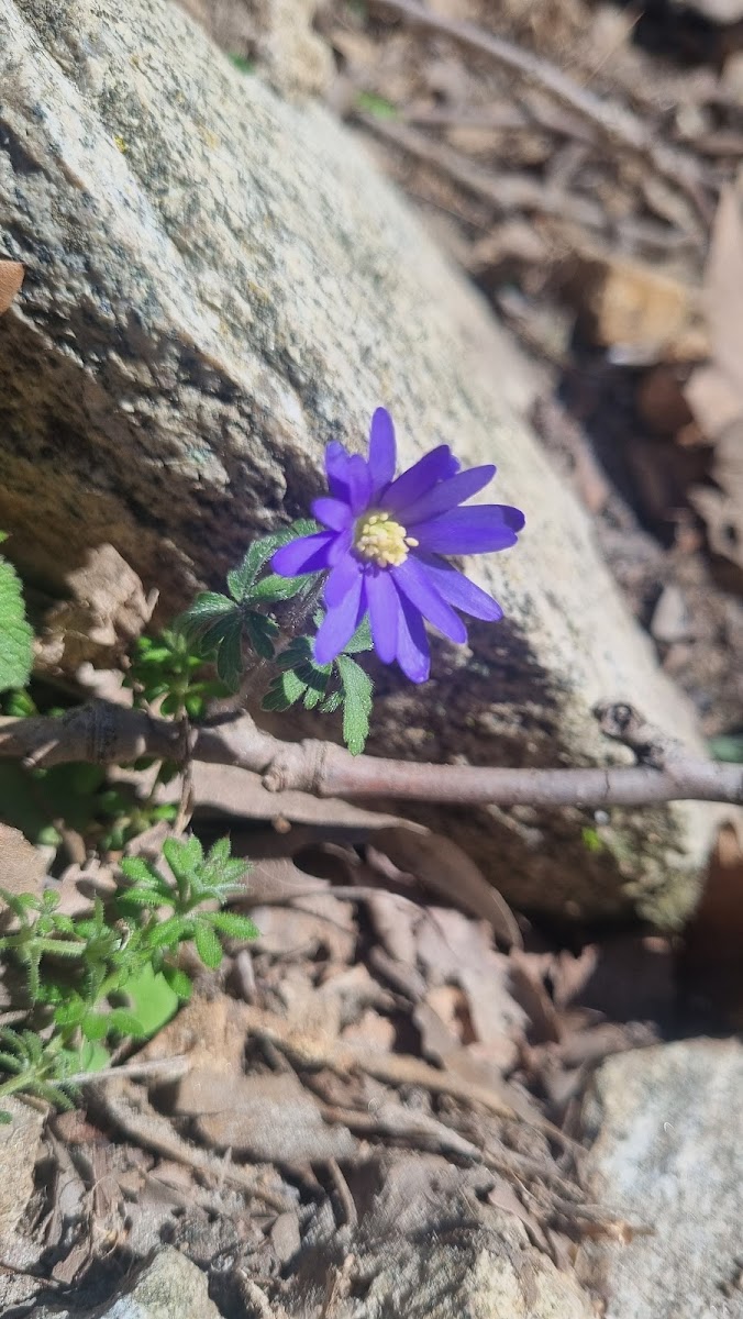 Sadağı Kanyonu Tabiat Parkı — fotoğraf 2