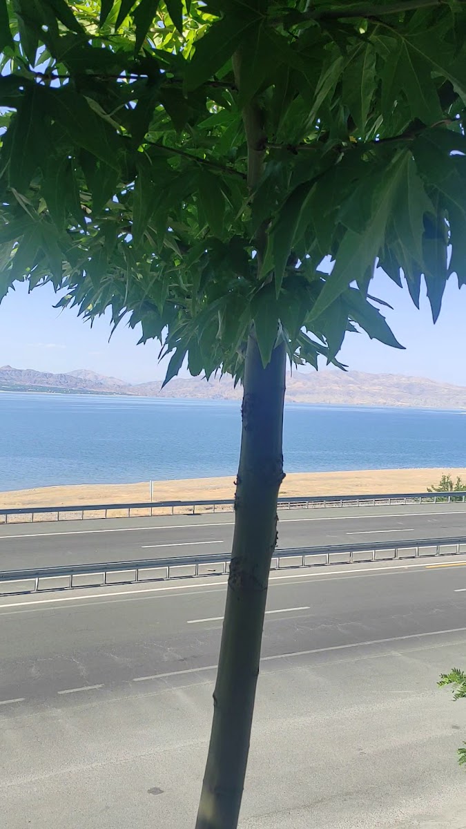 Said'in Yeri Balık Evi — fotoğraf 3