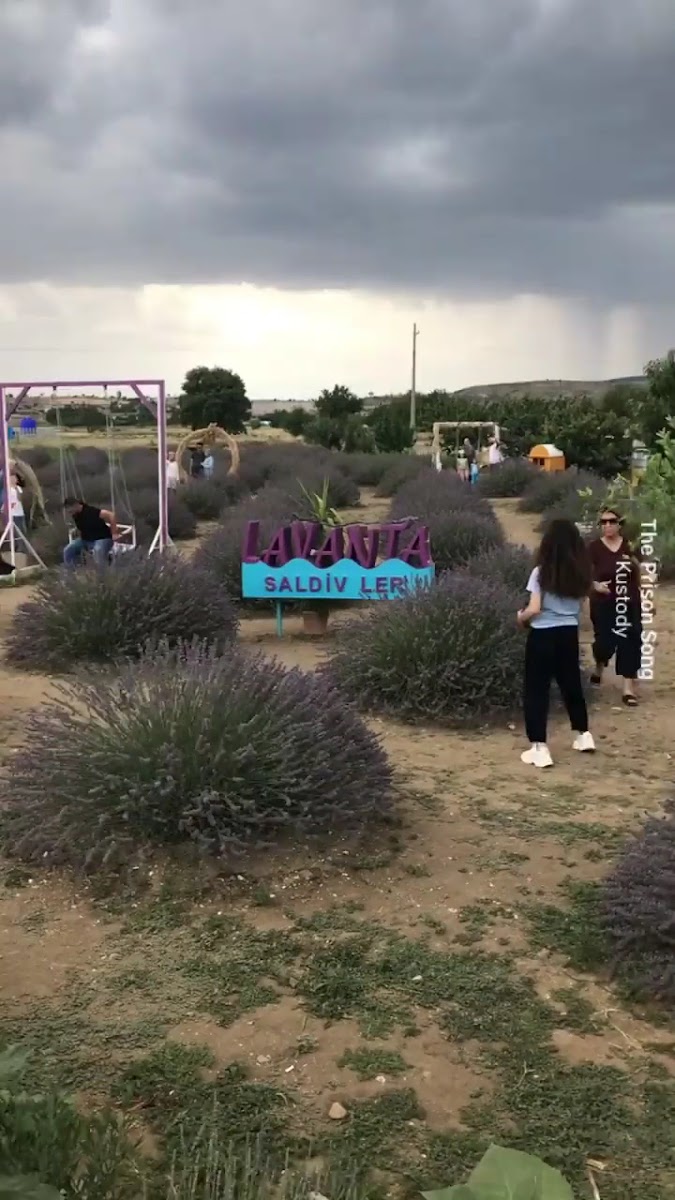 SALDİVLER Lavanta bahçesi — fotoğraf 2