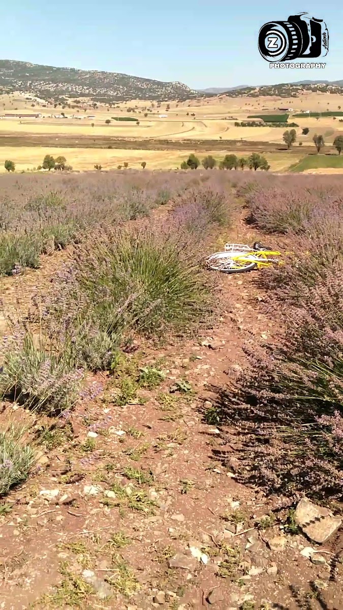 SALDİVLER Lavanta bahçesi — fotoğraf 3