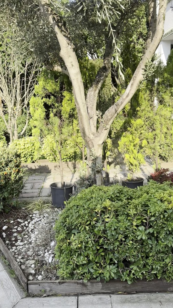 Sapanca Şenler Butik Otel — fotoğraf 2