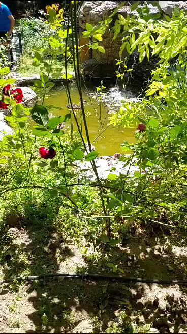 Sarisum aile çay bahçesi — photo 4