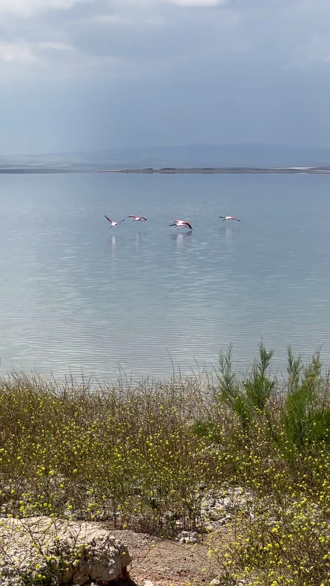 Savcılı Plajı — fotoğraf 3