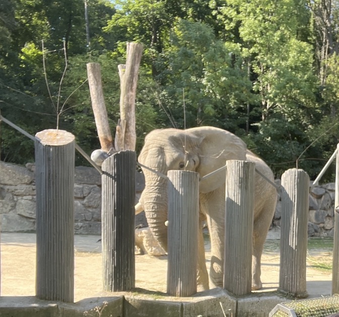 Schönbrunn Zoo — photo 3