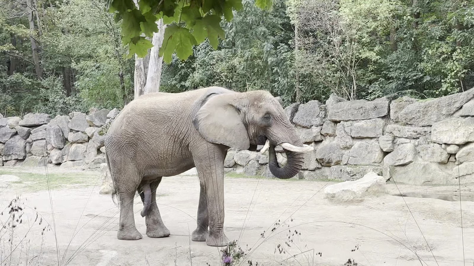 Schönbrunn Zoo — fotoğraf 3