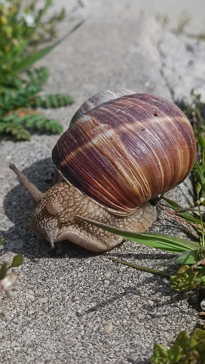 Şehit Cuma Dağ Tabiat Tarihi Müzesi — fotoğraf 2