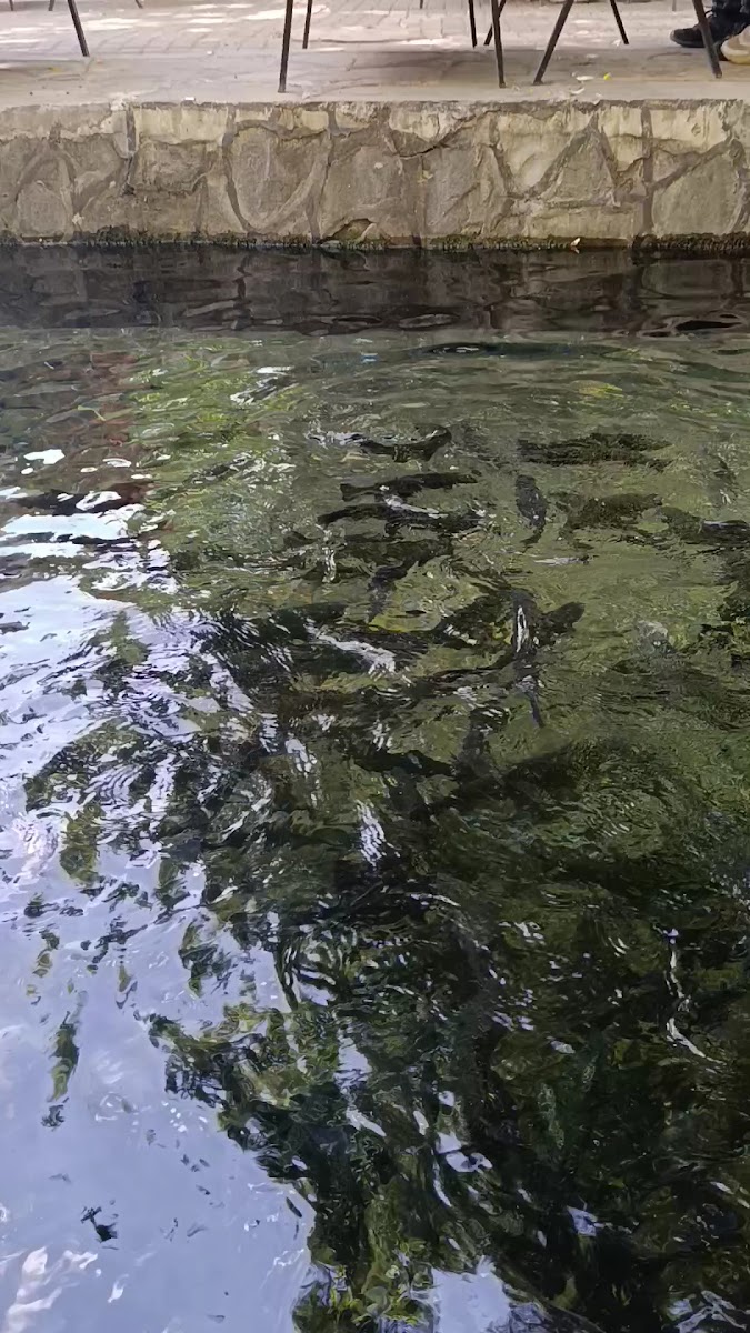 Şelale Çay Bahçesi — fotoğraf 3