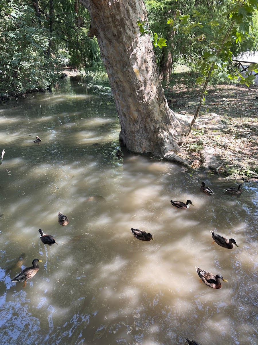 Sempione Parkı — photo 3