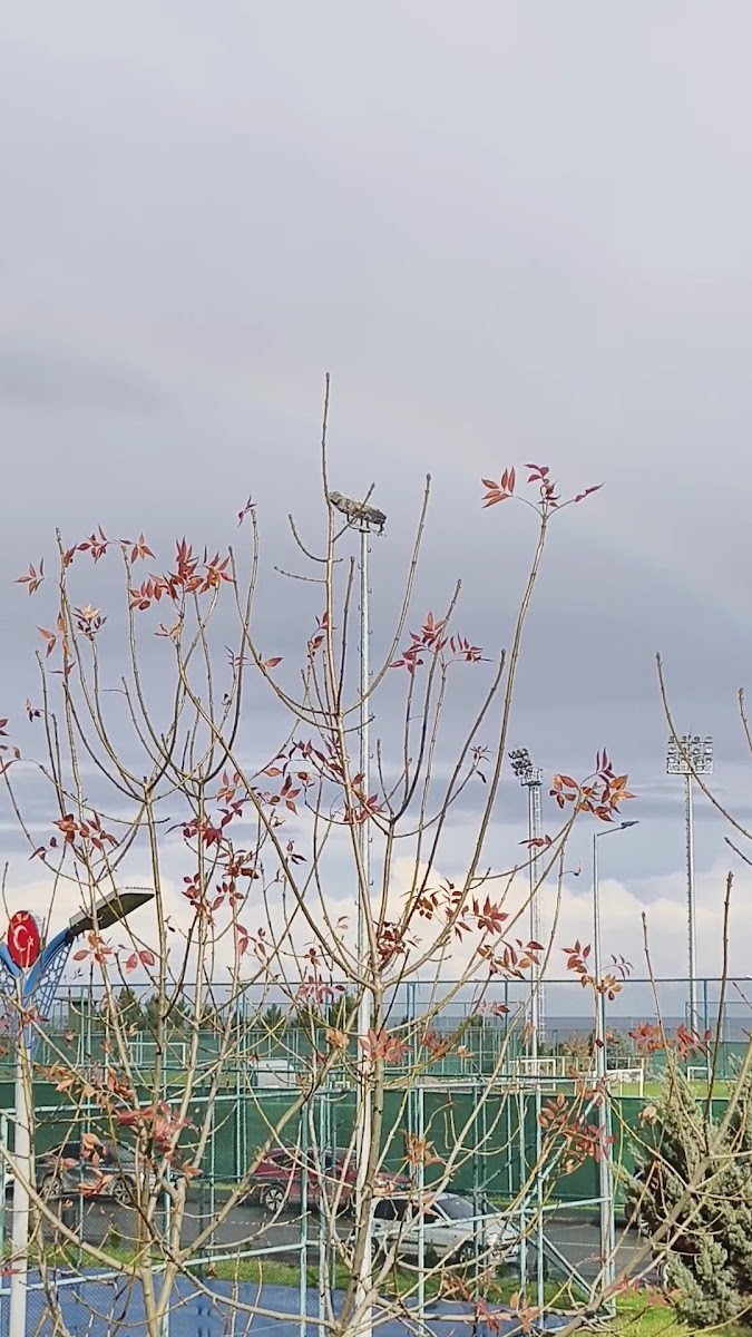 Şenol Güneş Spor kompleksi — photo 3