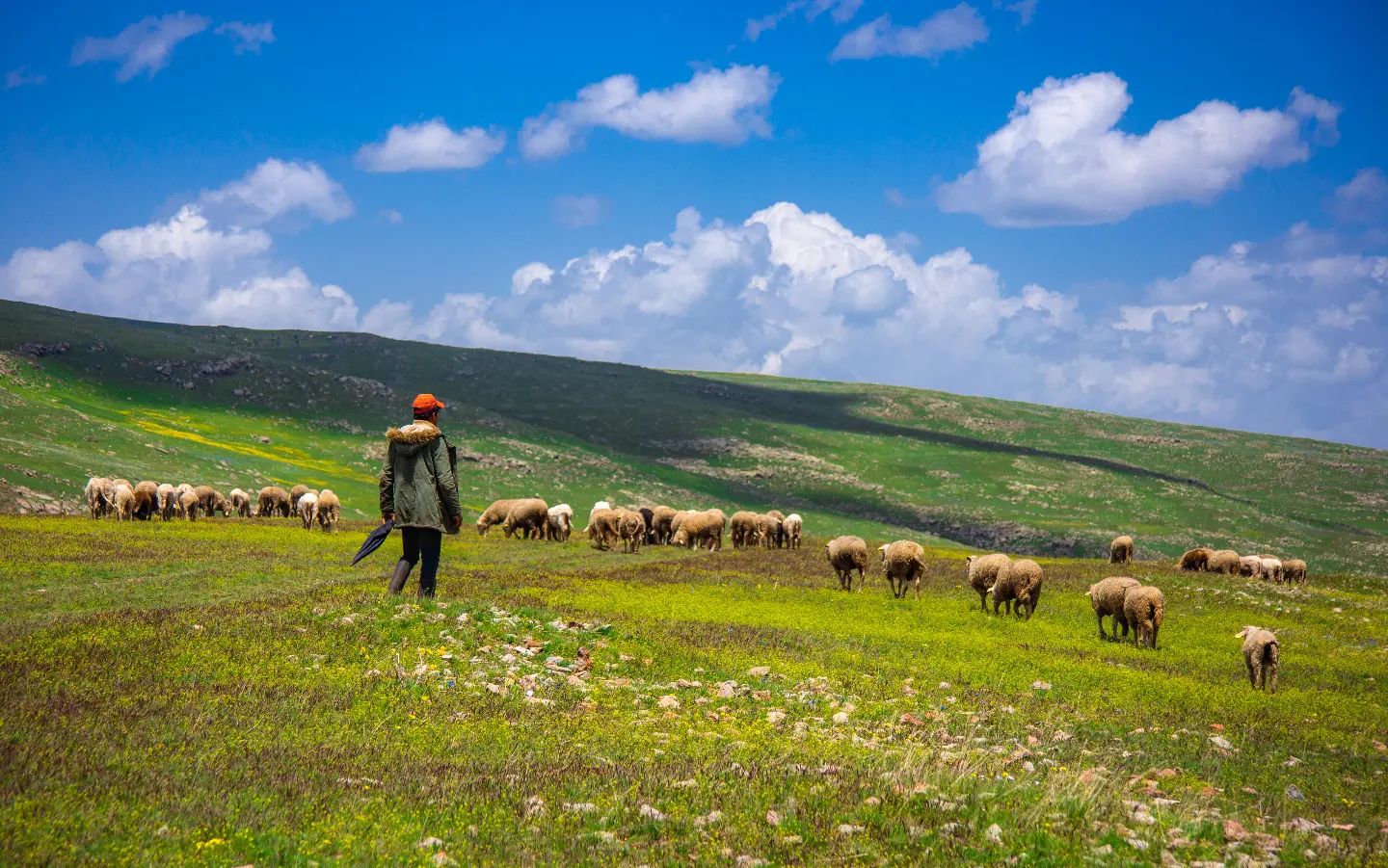 Şerefin Dağı — fotoğraf