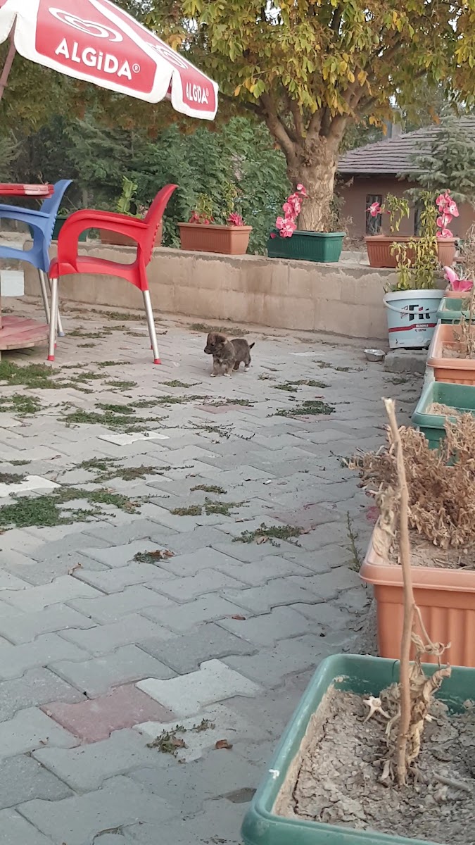 Sevgi Cafe ve Restaurant — photo 3