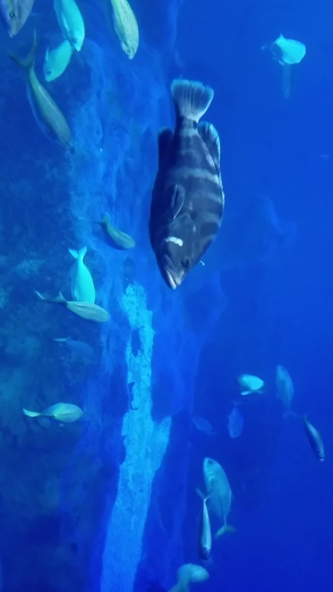 Sevilla Aquarium — fotoğraf 3