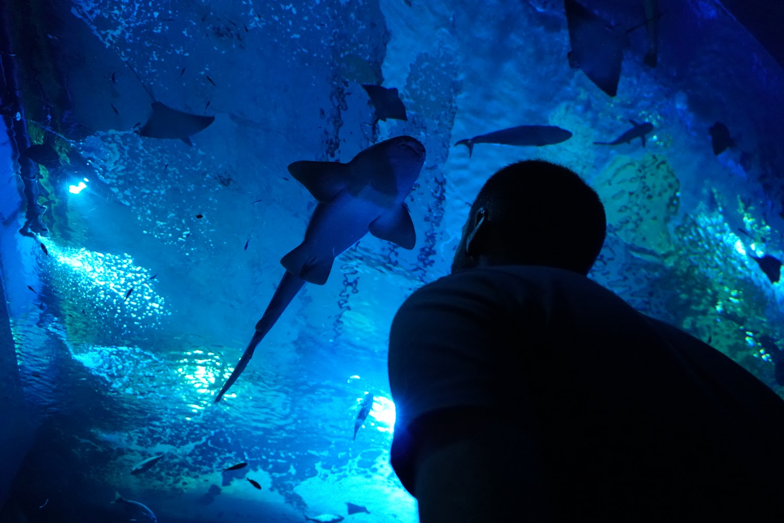Sevilla Aquarium — fotoğraf 4