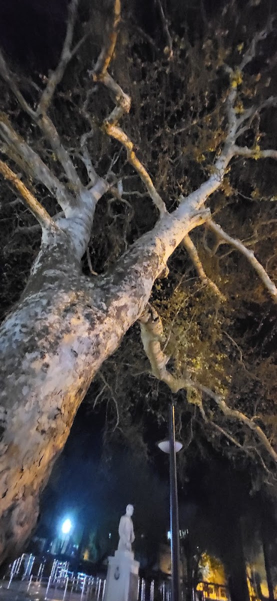 ŞEVKET DİNGİLOĞLU PARKI — fotoğraf 2