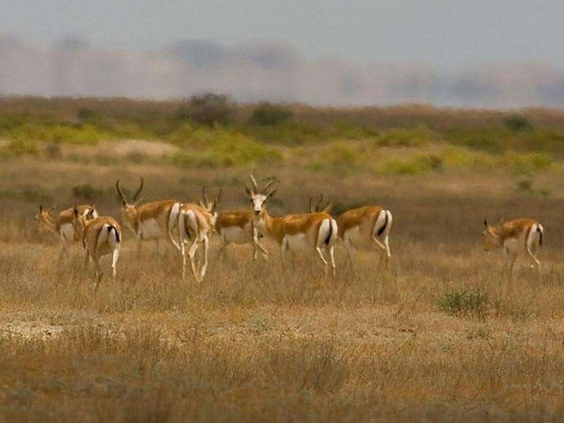 Shirvan National Park — photo