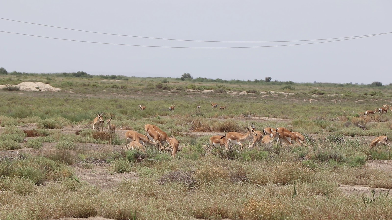Shirvan National Park — photo 4