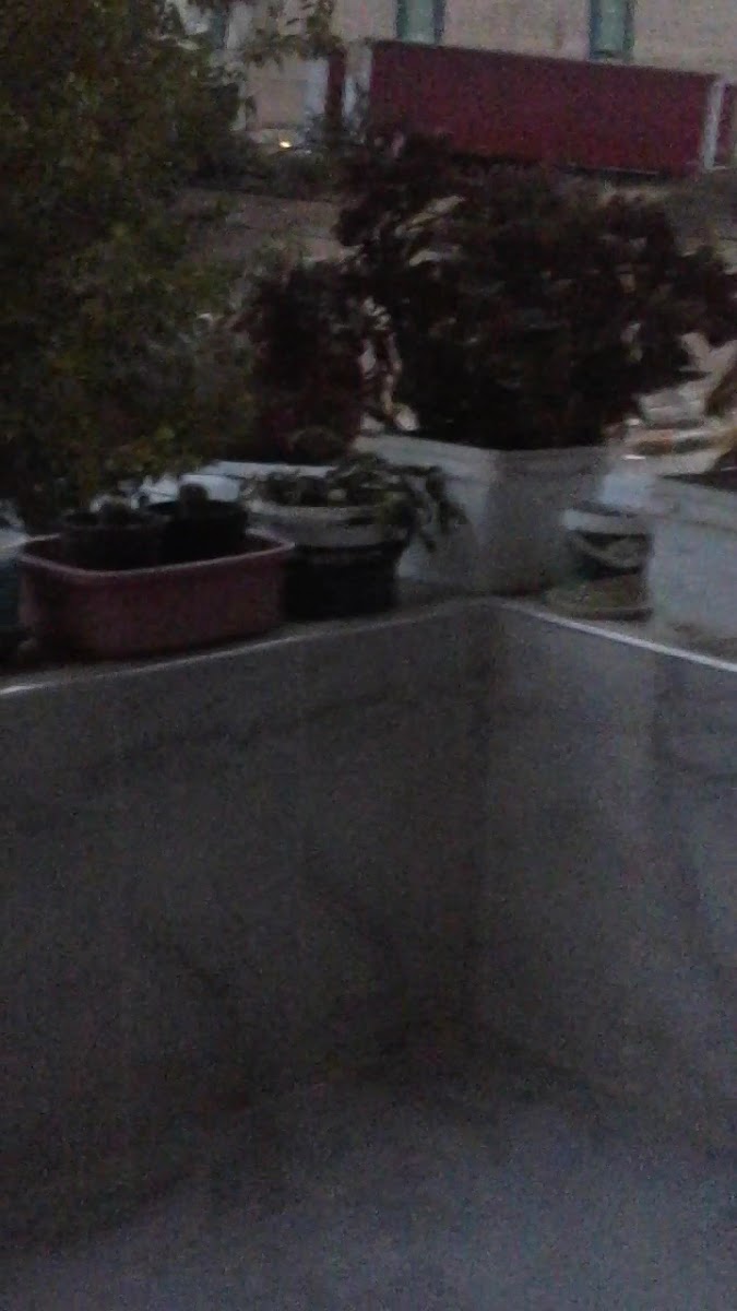 Şirin Hanım Kebap Kokoreç — fotoğraf 3