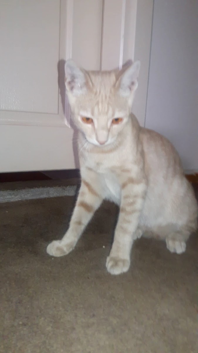 Siteler Cami — fotoğraf 2