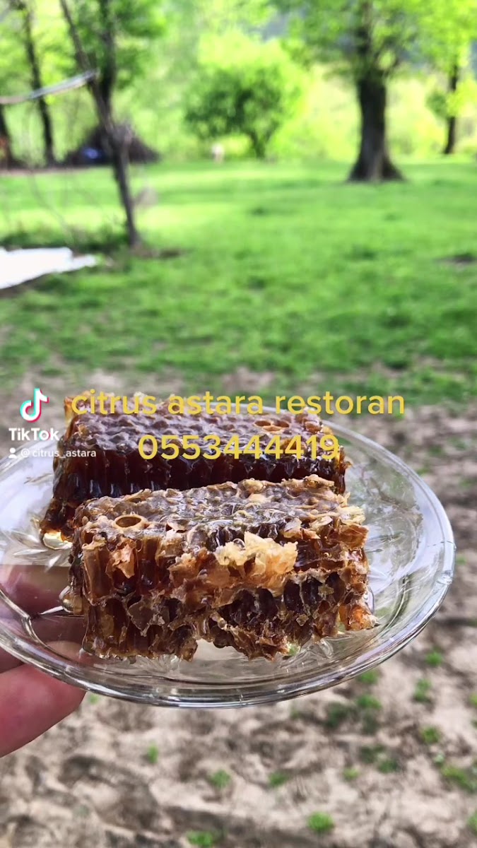 sitrus astara — photo 3