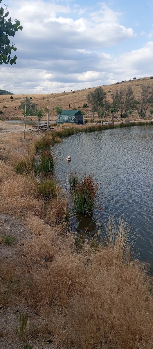 sorgun balıklı göl alabalık tesisi — photo 2