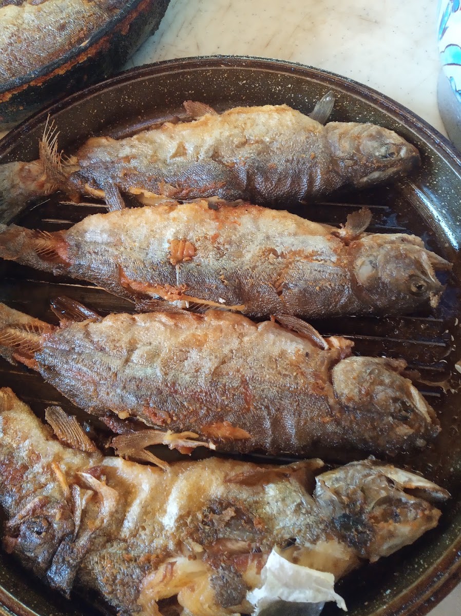 sorgun balıklı göl alabalık tesisi — photo 5