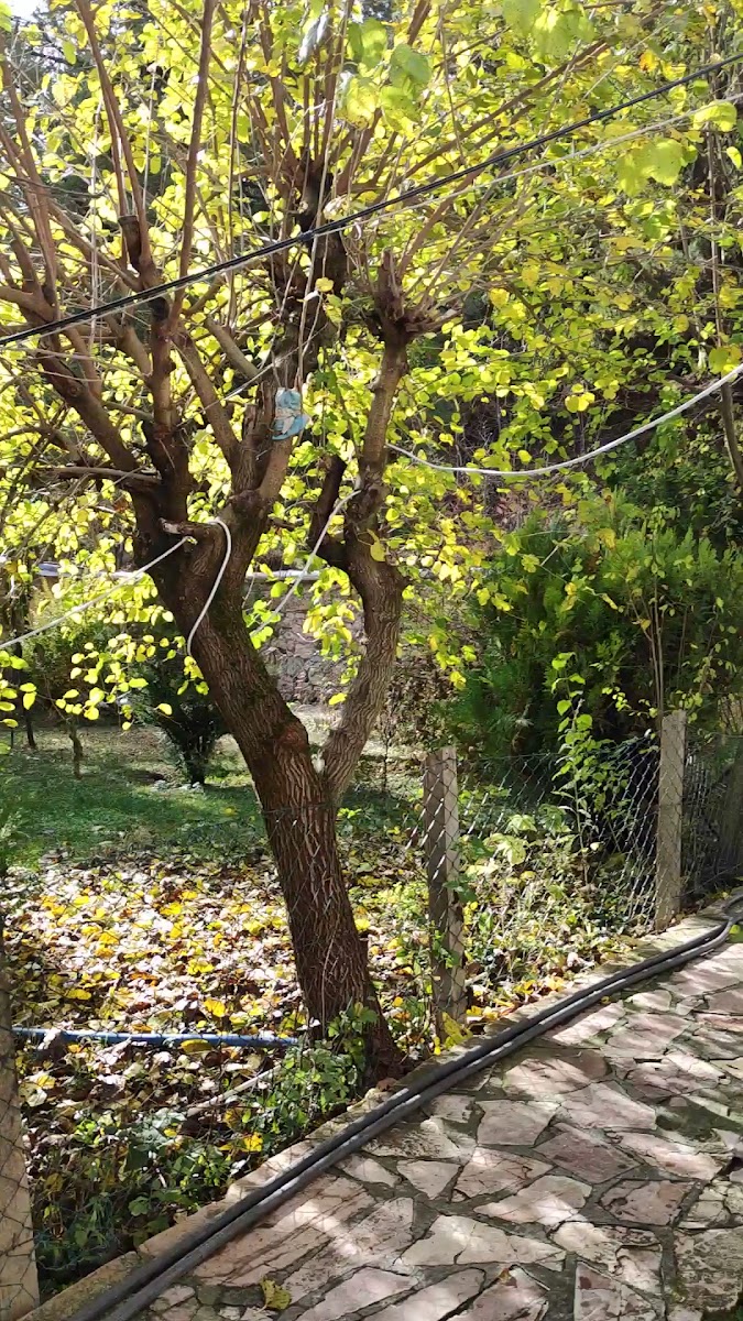 Tarihi Babas Kaplıcası — photo 2