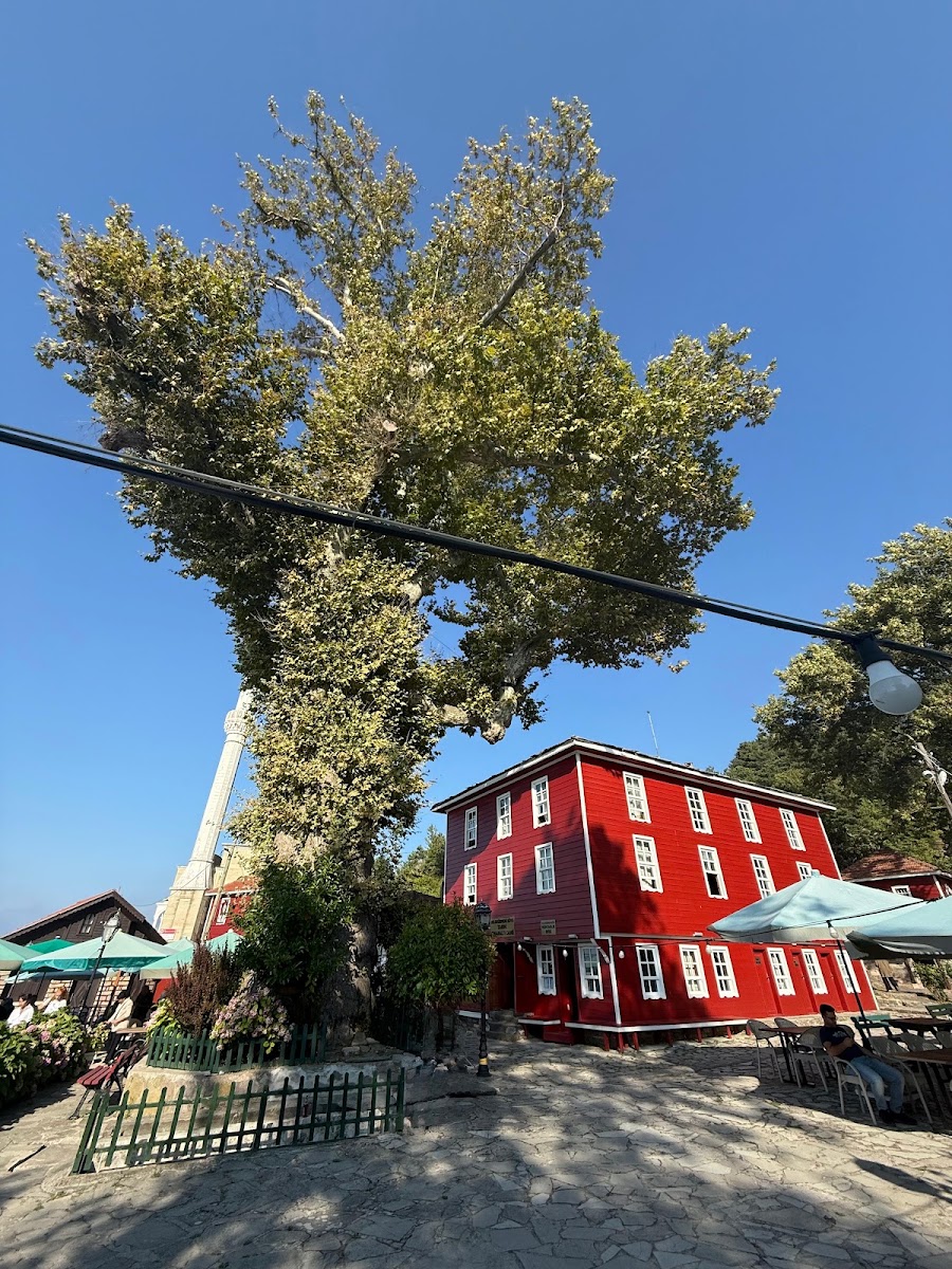 Tarihi Çınar — photo 3