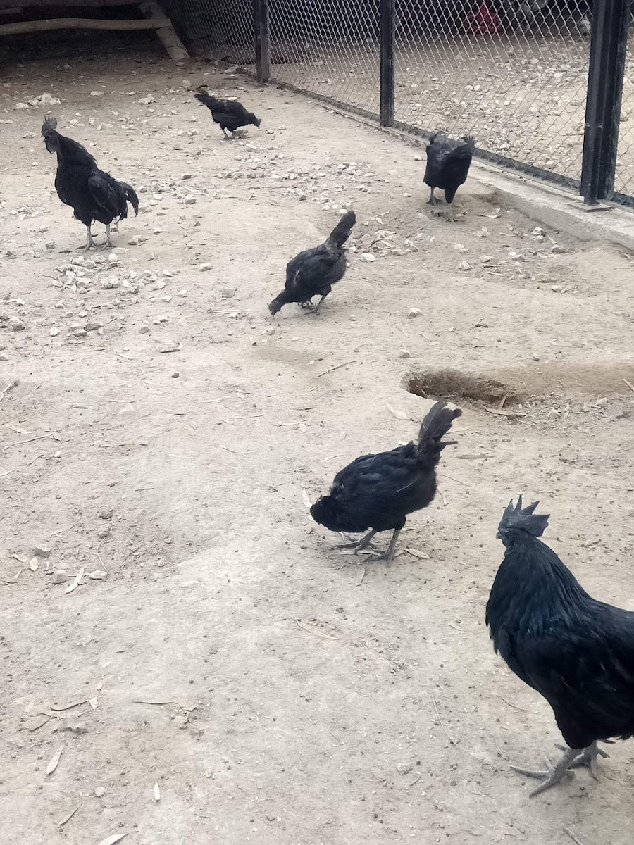 Tarsus Doğa Parkı ve Hayvanat Bahçesi — fotoğraf 4