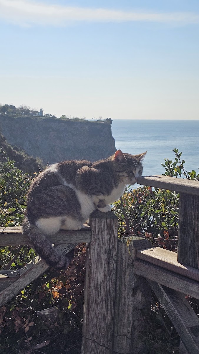 T.C. Muratpaşa Belediyesi Falez Parkı 3 — fotoğraf 2