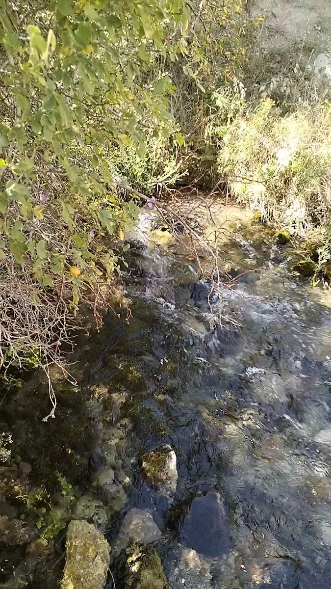 TECER ALABALIK ÇİFTLİĞİ — photo 3