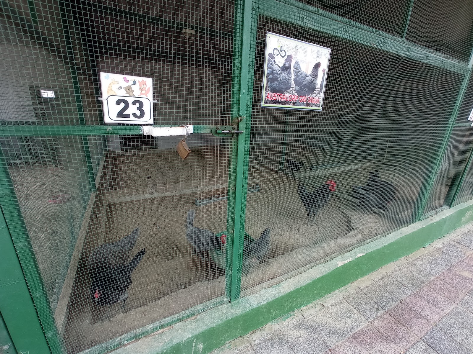 Tekirdağ Çorlu Hayvanat Bahçesi — fotoğraf 1