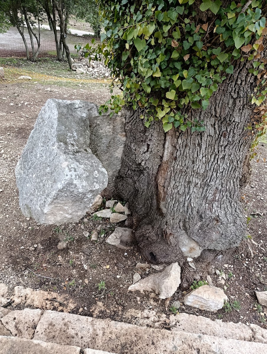 Termessos Antik Kenti — fotoğraf 2
