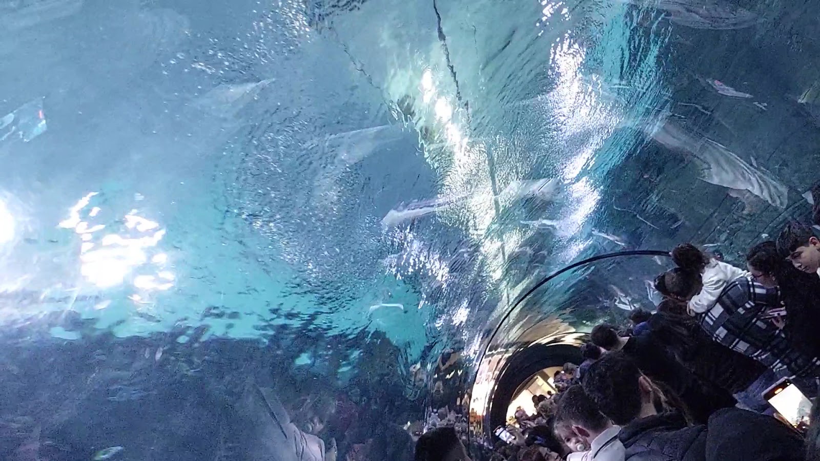 Trabzon Akvaryum — fotoğraf 2