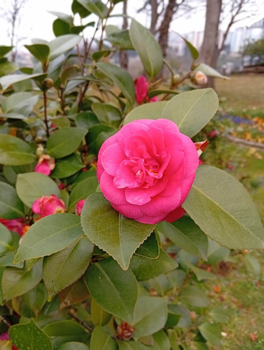Trabzon Botanik Bahçesi — fotoğraf 2