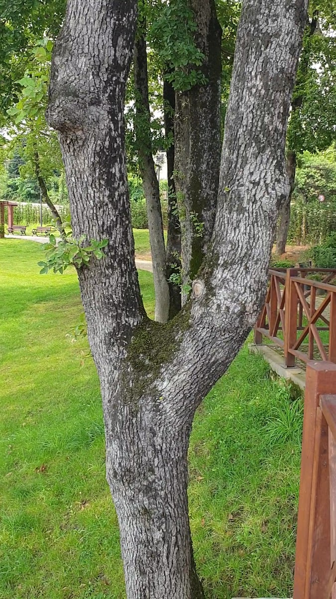 Trabzon Botanik Bahçesi — fotoğraf 3